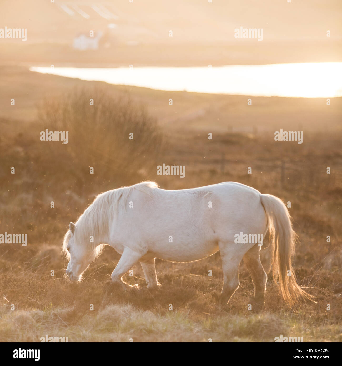 White Horse-andalusischen Hengst und Sonnenuntergang Landschaft Stockfoto