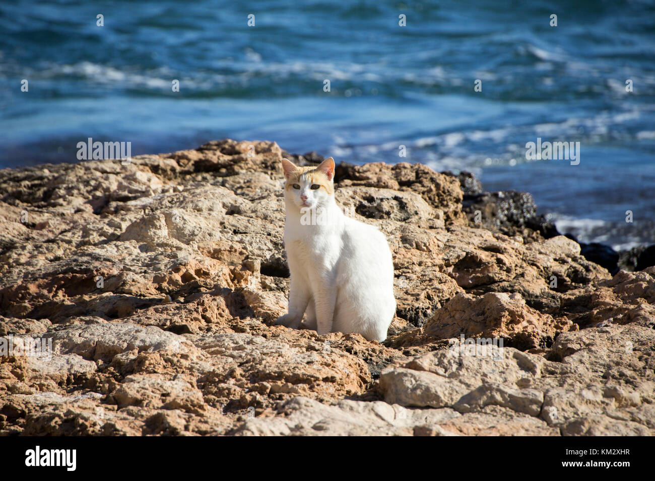 Eine weiße Katze sitzt auf den Felsen in der Nähe des Meeres Stockfoto