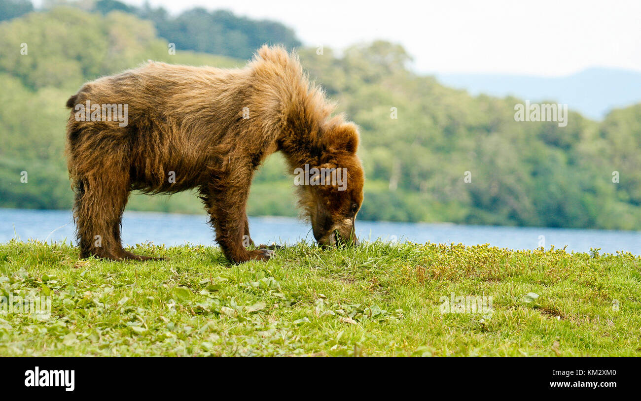 Brown bear Cub (Ursus arctos) essen Gras in kurile See, Kamtschatka, Russland. Stockfoto