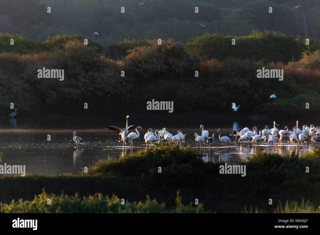 Die Schönheit des Fotografierens wildlife Stockfoto