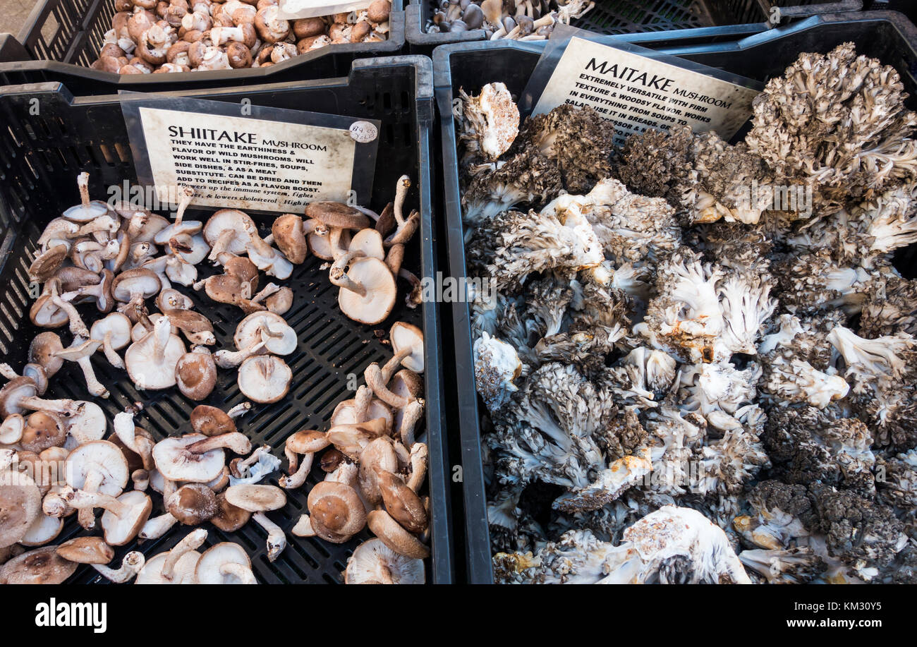 Shitake und maitake Pilze für Verkauf an den Farmers Market in Union Square, New York City Stockfoto