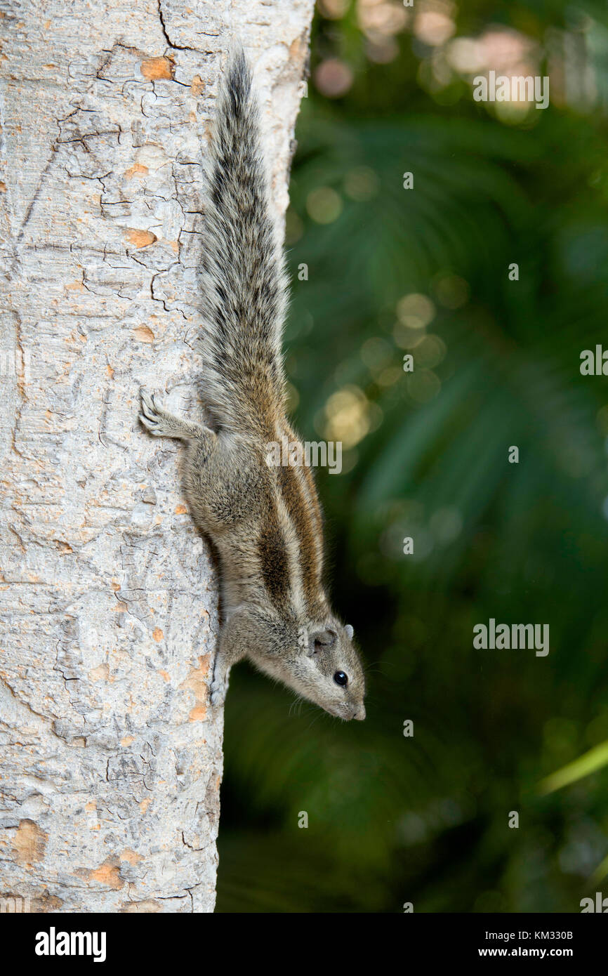 Die indische Palm Eichhörnchen oder drei gestreifte Palm squirrel Stockfoto