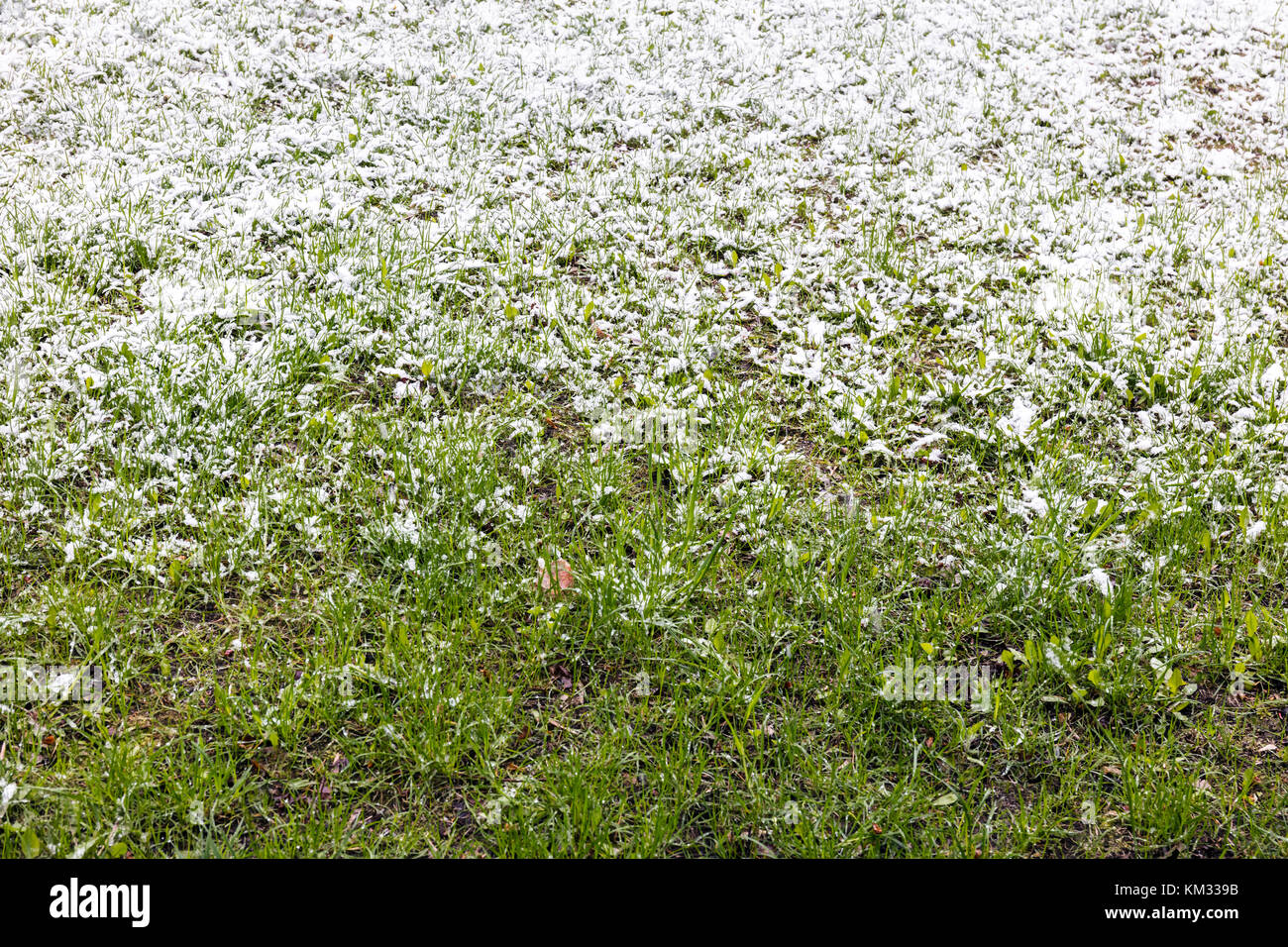 Grüne Gras durch die ersten weißen Schnee im November abgedeckt Stockfoto