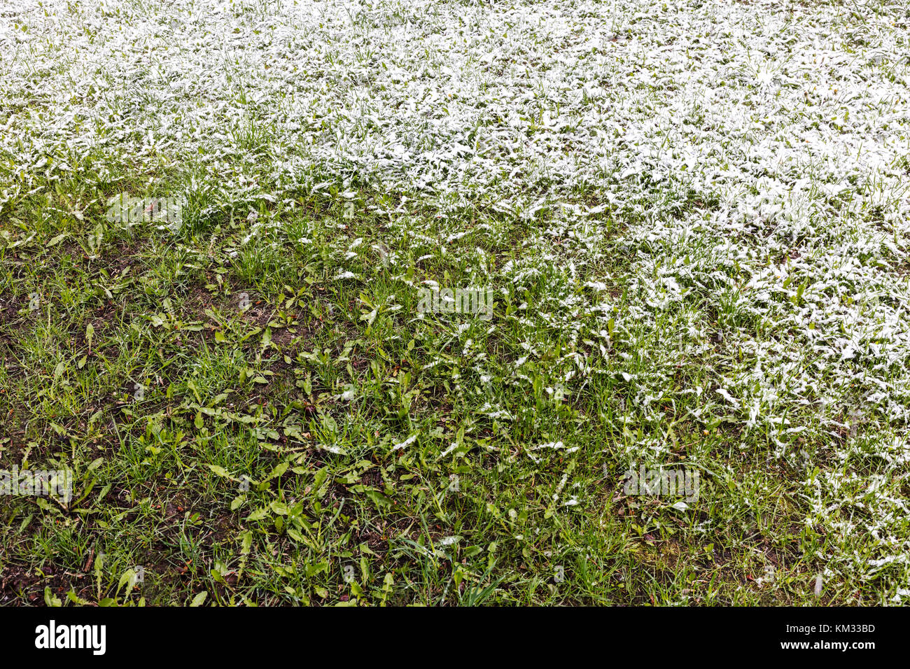 Grüne Rasen teilweise durch die ersten weißen Schnee bedeckt Stockfoto