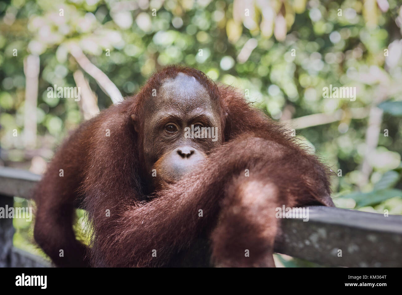 Orang Utan auf seinen Bauch Stockfoto