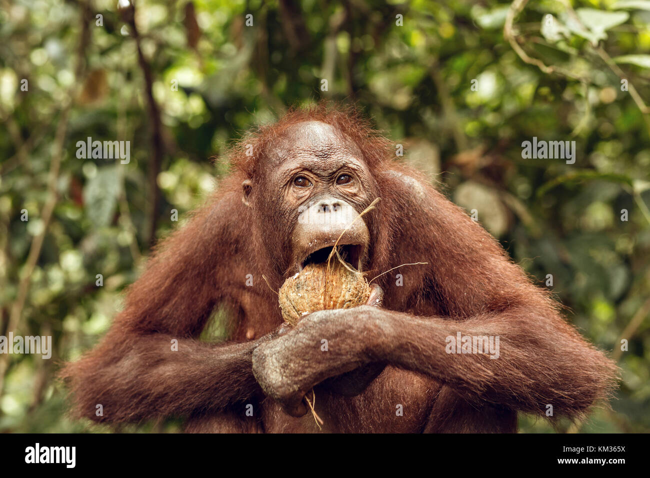 Wilde Orang Utan Essen eine Kokosnuss Stockfoto