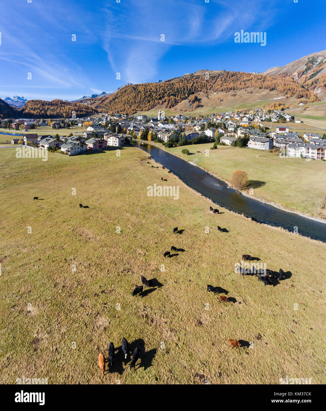 Dorf von Celerina und Kühe auf einer Wiese, Tal der Engadin in den Schweizer Alpen Stockfoto