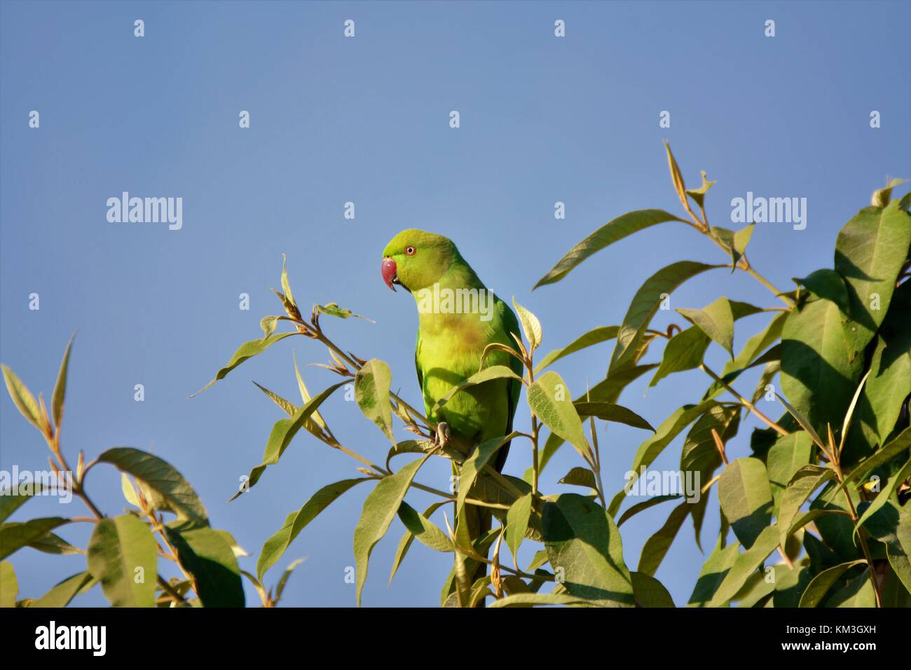 Green Parrot auf der Oberseite Stockfoto