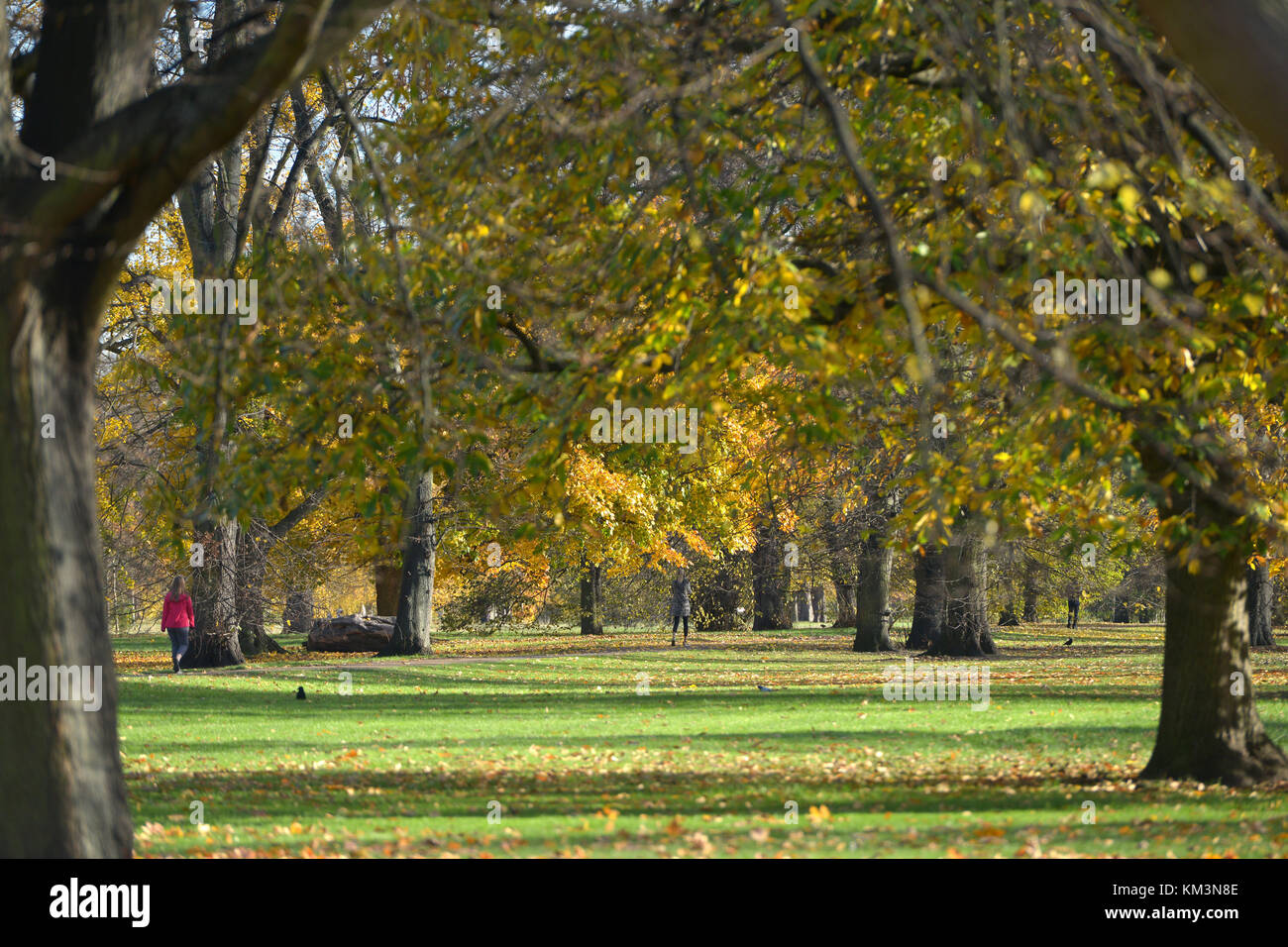 Bäume im Herbst in Kensington Gardens, London. Stockfoto