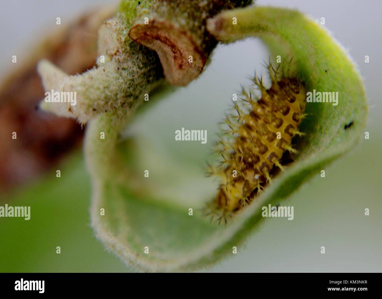 Nah-, Makro Blick auf eine kleine bunte Raupe - Insekt auf eine grüne Pflanze - Blatt - Stammzellen in einem Haus Garten in Sri Lanka Stockfoto