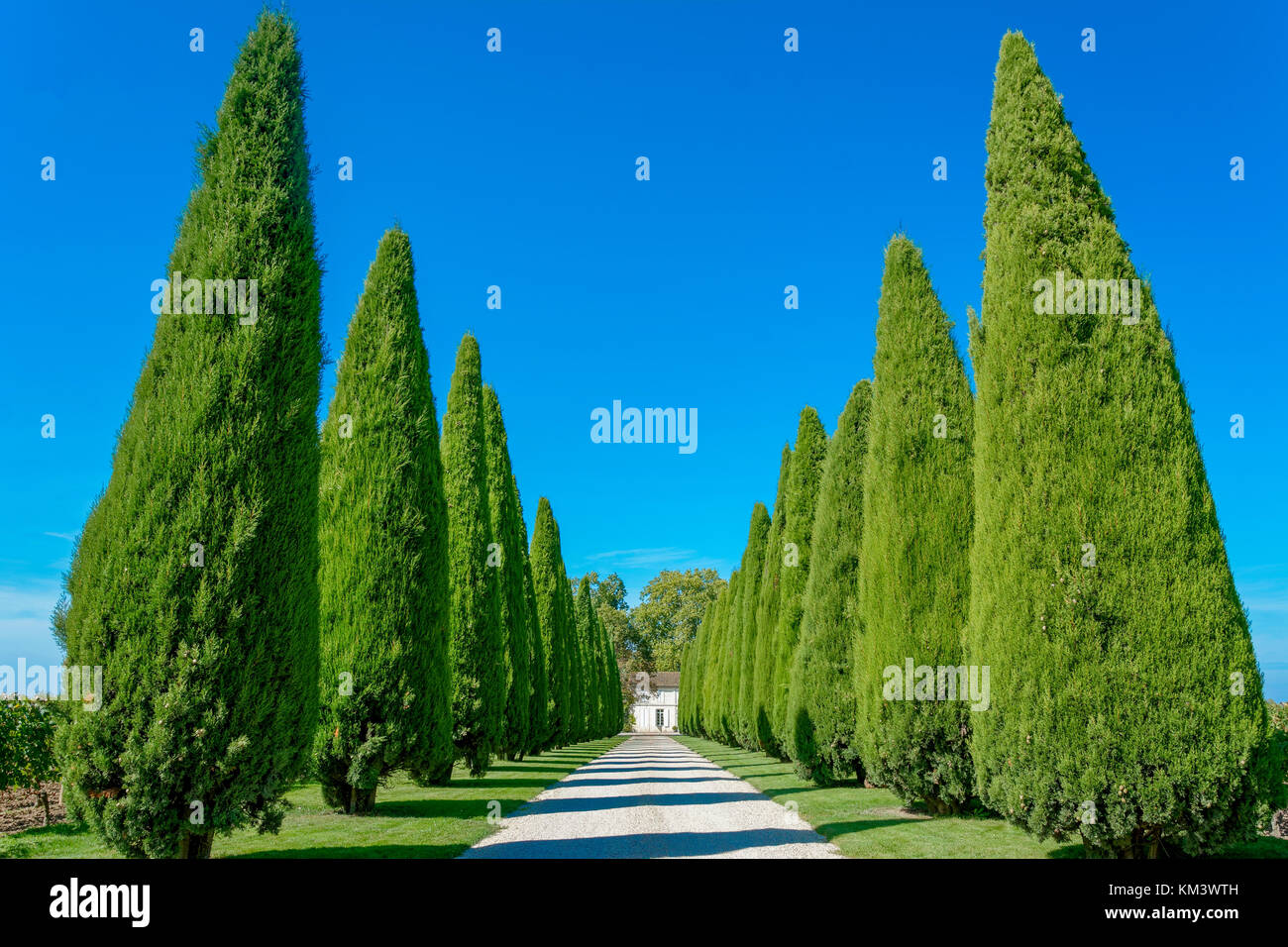 Schöne Gasse von Kiefern und blauer Himmel Stockfoto