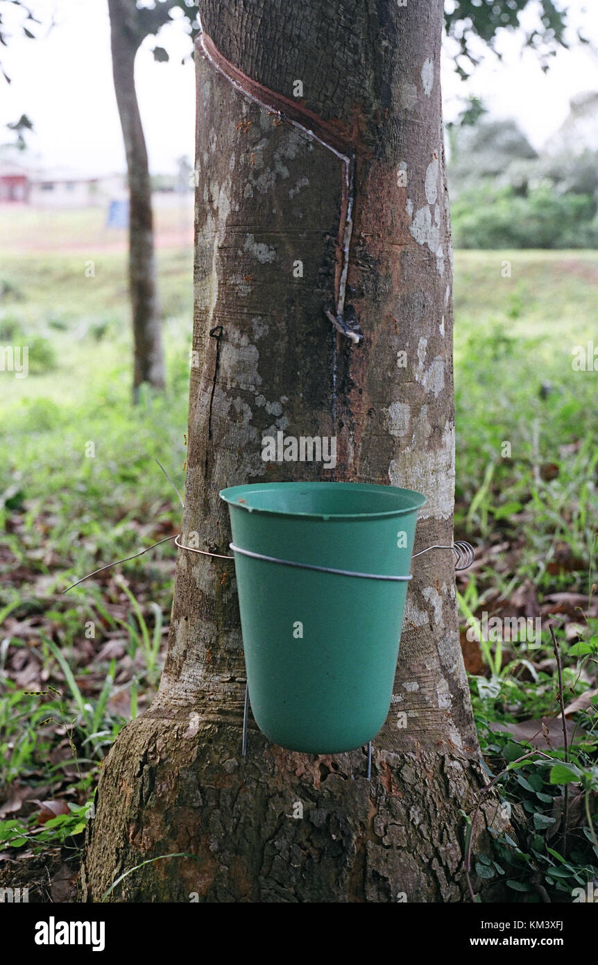 Die Produktion auf einem gummibaum Plantage, torkwa, in Ghana, Westafrika, Afrika credit © marco Vacca/Sintesi/alamy Stock Foto *** lokale c Stockfoto