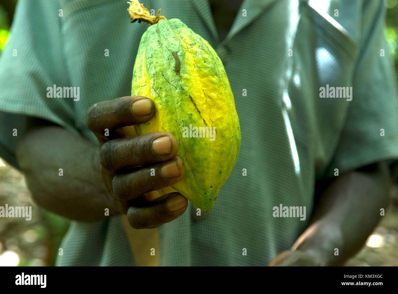Kakao Früchte, Kakao Plantage, Region takoradi, Ghana, West Afrika, Afrika Lagerung und dispatgh von Kakaobohnen credit © marco Vacca/Sintesi/alamy Stockfoto
