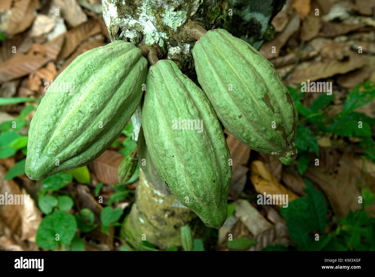 Kakaofrüchte am Baum, Kakao Plantage, Region takoradi, Ghana, West Afrika, Afrika Lagerung und dispatgh von Kakaobohnen credit © marco Vacca/sintes Stockfoto