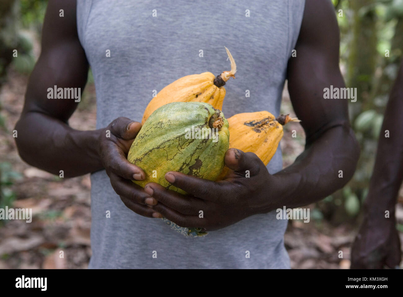 Kakao Früchte, Kakao Plantage, Region takoradi, Ghana, West Afrika, Afrika Lagerung und dispatgh von Kakaobohnen credit © marco Vacca/Sintesi/alamy Stockfoto