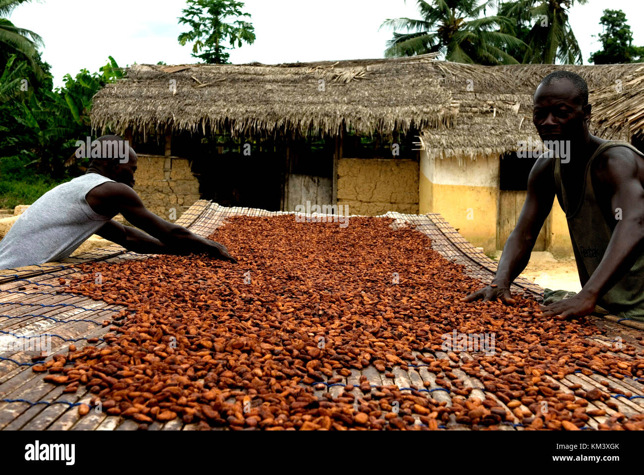 Zwei Kakaobauern, legen ihre kakaobohnen auf Bambus Matten in der Sonne zu trocknen, Region takoradi, Ghana, West Afrika, Afrika Lagerung und dispatgh von Stockfoto