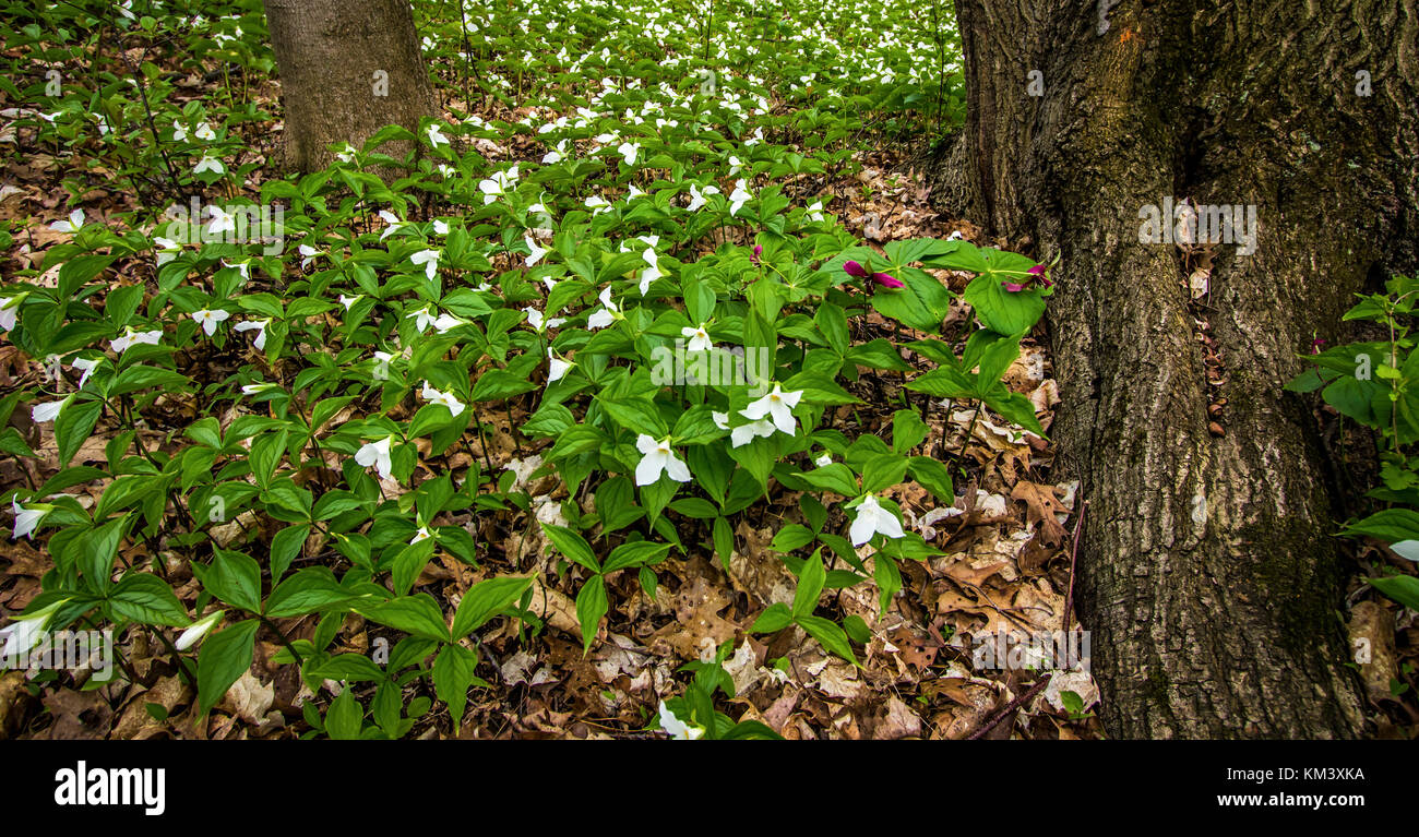 Feder Wildflower Hintergrund. Weißes trillium grandiflorum in einem nördlichen Michigan Wald. Trillium sind die offiziellen Wildflower von Ohio und Ontario Stockfoto