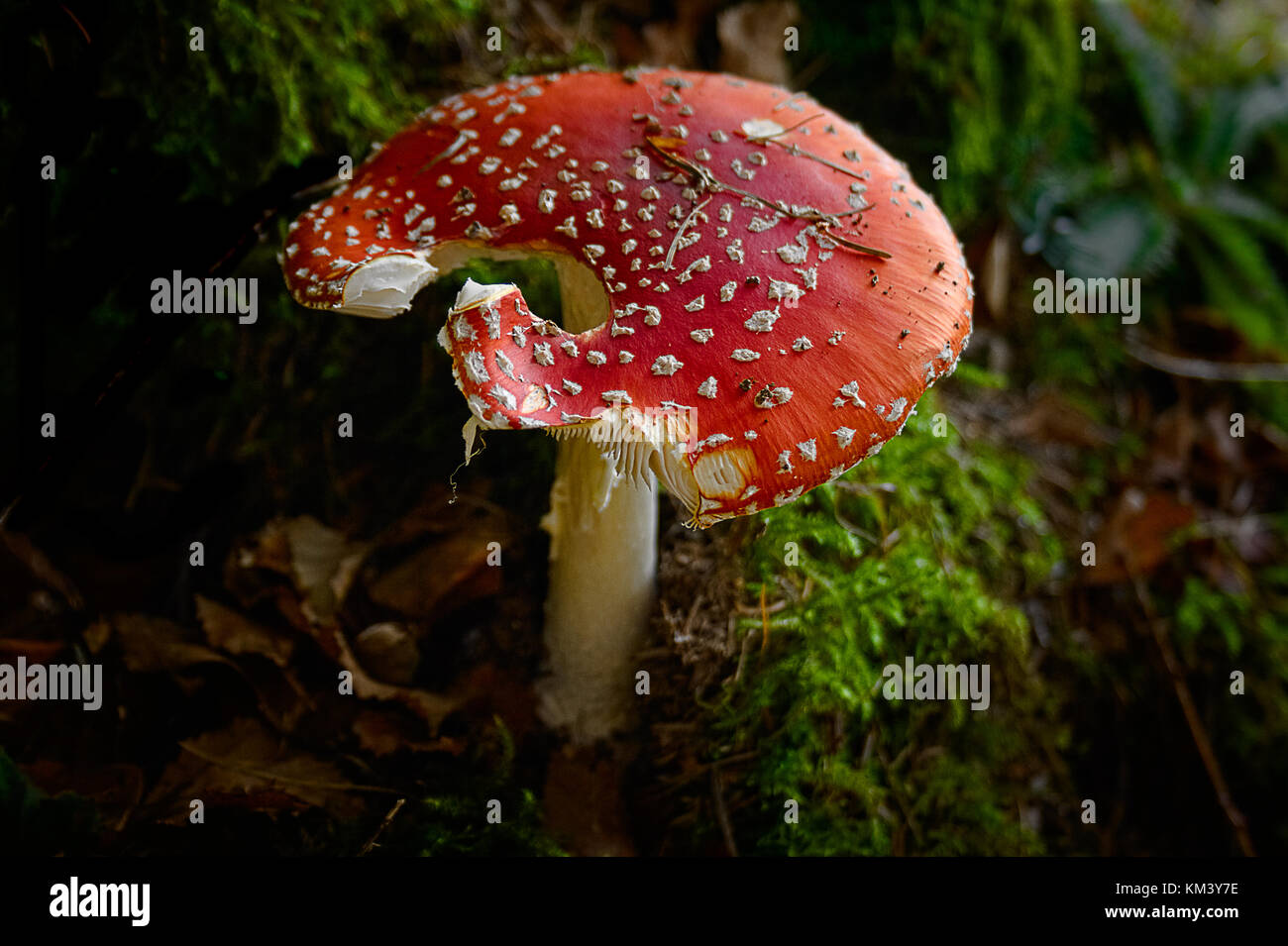 Ein Pilz, der aus einem Märchen. Fly Agaric, Amanita muscaria, Pilz Stockfoto