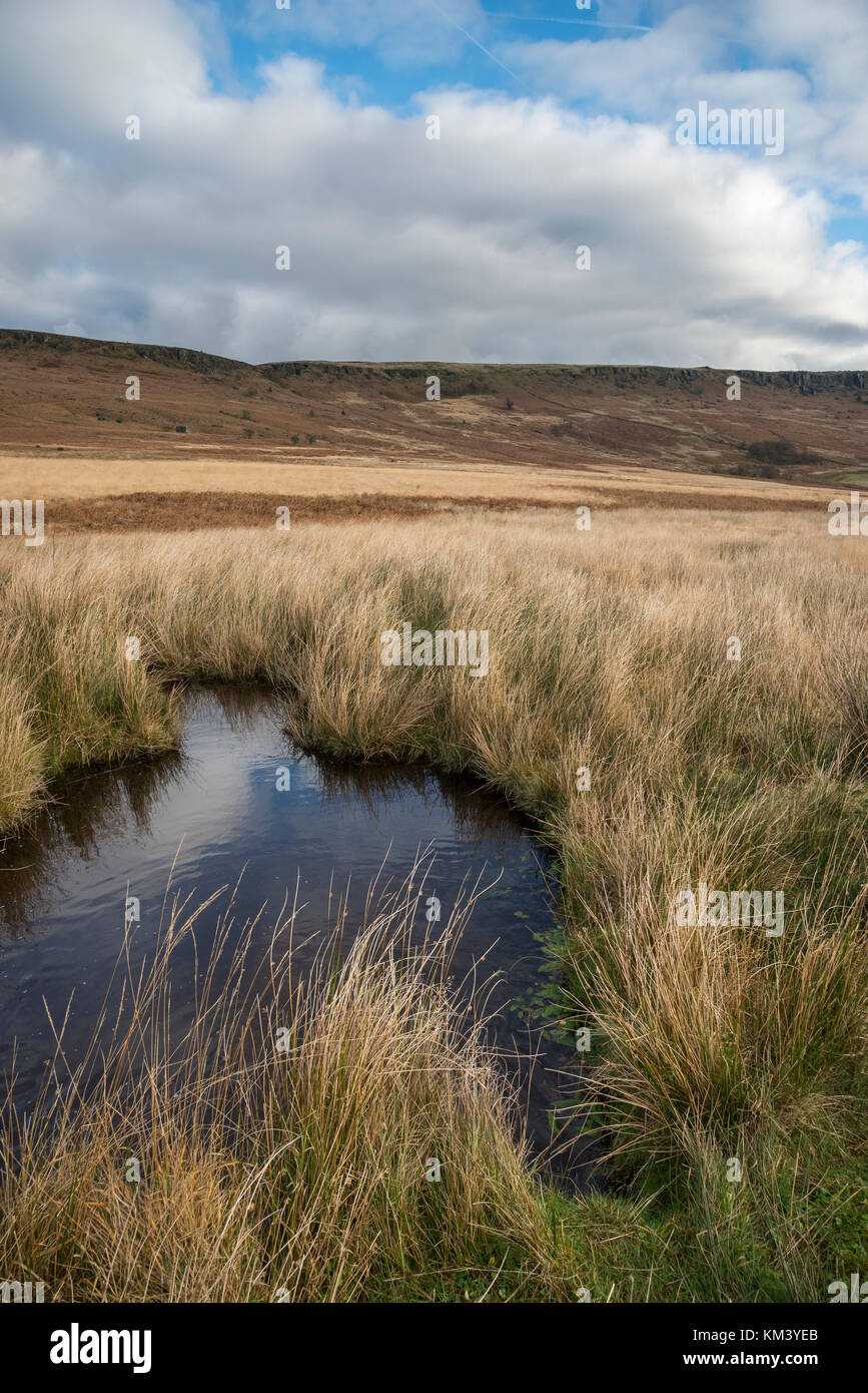 Moorland Pool unten stanage Edge, Peak District, Derbyshire. eine Winterlandschaft mit Gräsern und Schilf. Stockfoto