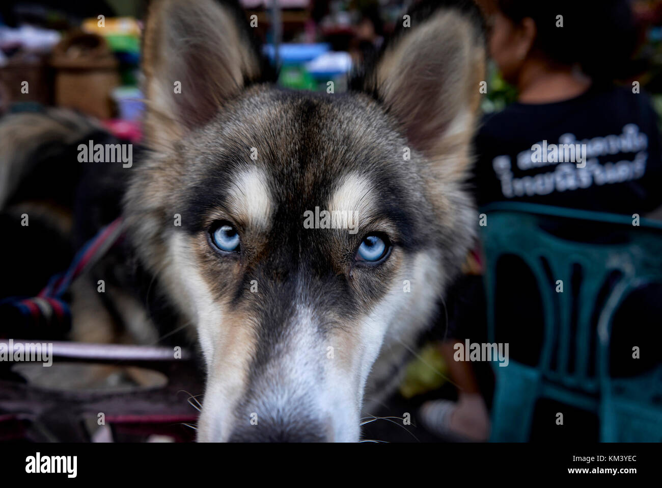 Hund. Siberian Husky, Augen, Nahaufnahme, Nahaufnahme, Gesicht. Stockfoto