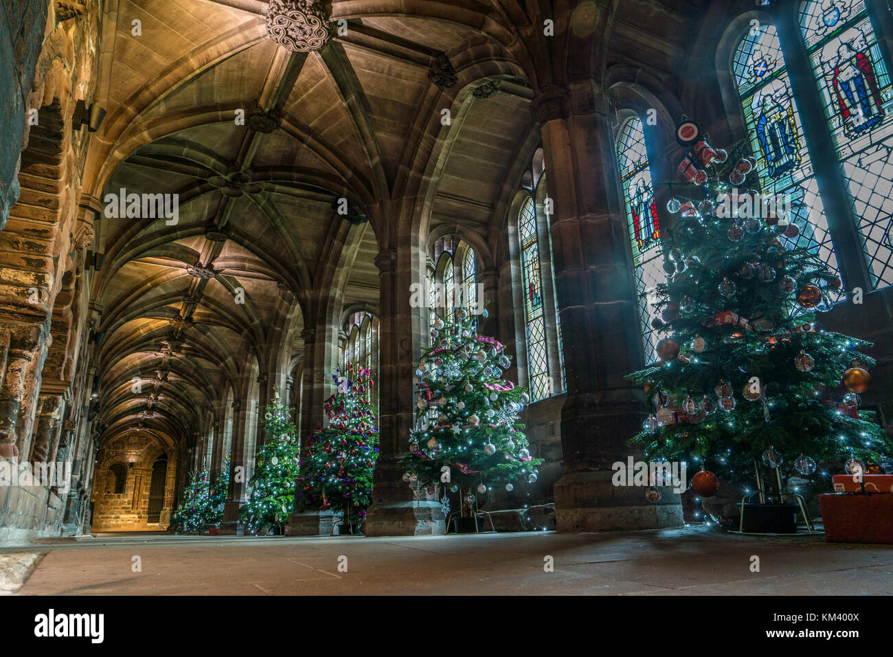 Weihnachtsbäume auf Anzeige an der Kathedrale von Chester, UK. Stockfoto