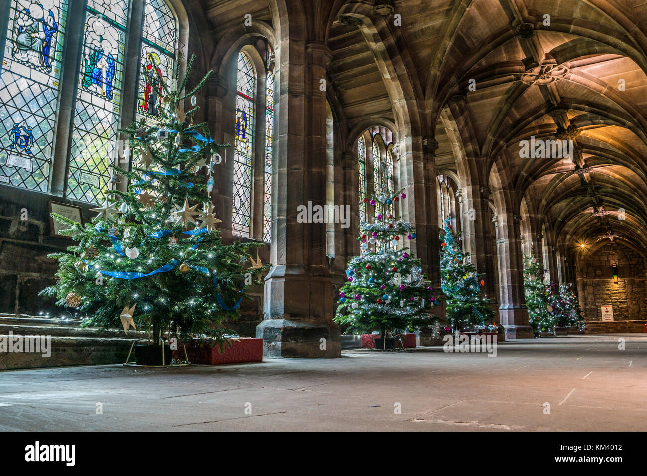 Weihnachtsbäume auf Anzeige an der Kathedrale von Chester, UK. Stockfoto