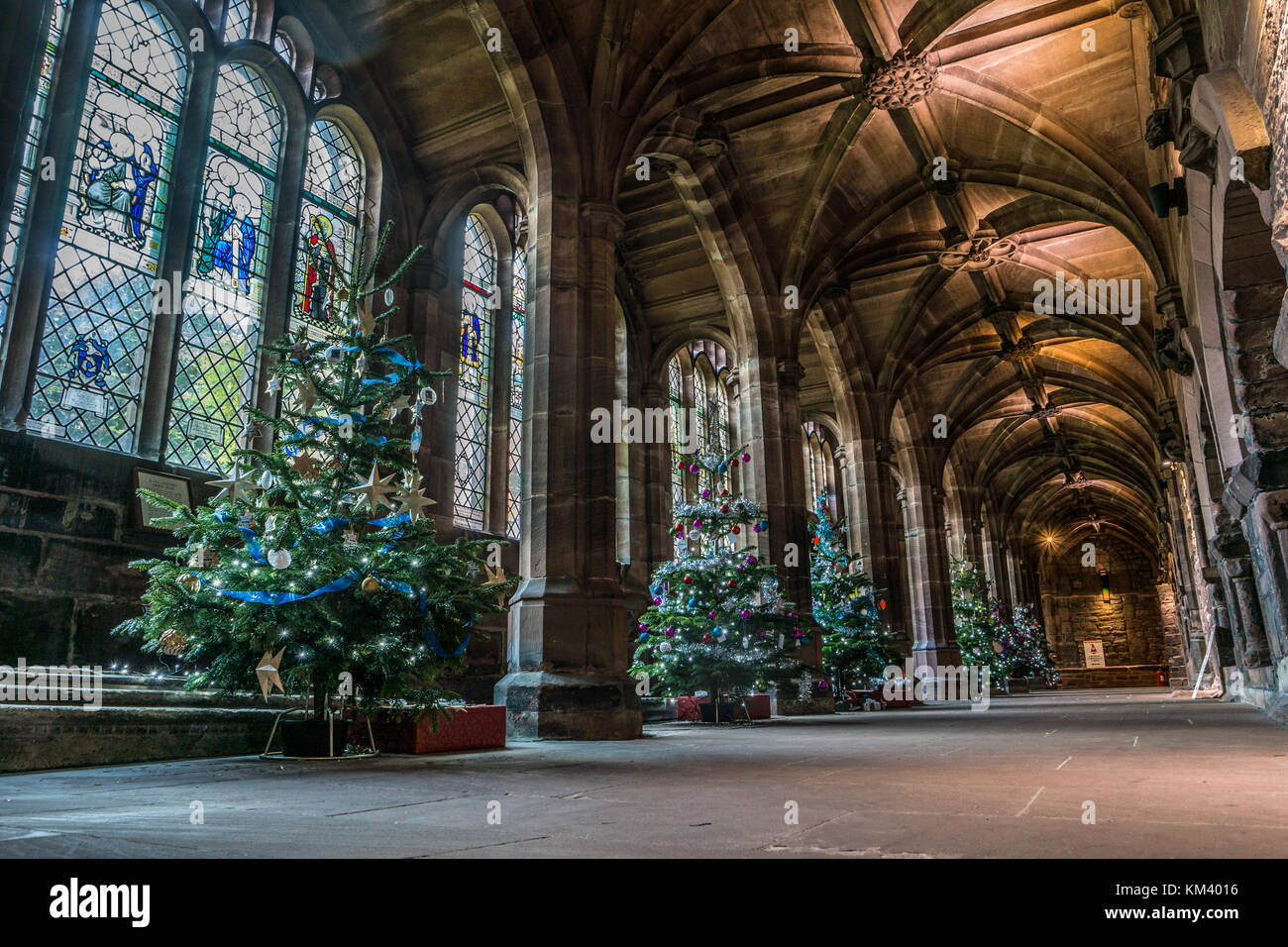 Weihnachtsbäume auf Anzeige an der Kathedrale von Chester, UK. Stockfoto