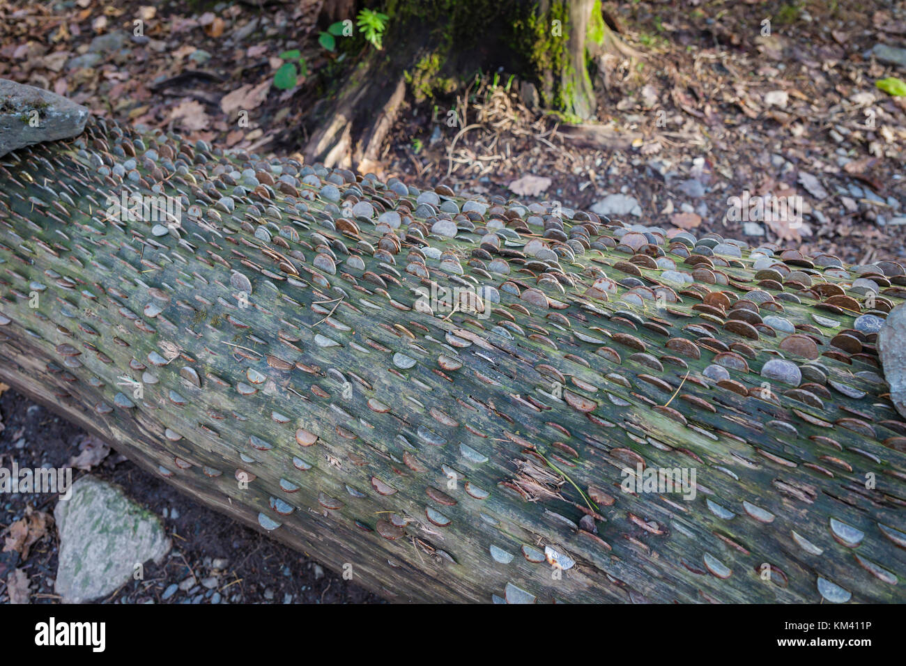Münzen in einem alten Baumstamm, englischen Lake District in der Nähe der Stadt Keswick. Stockfoto