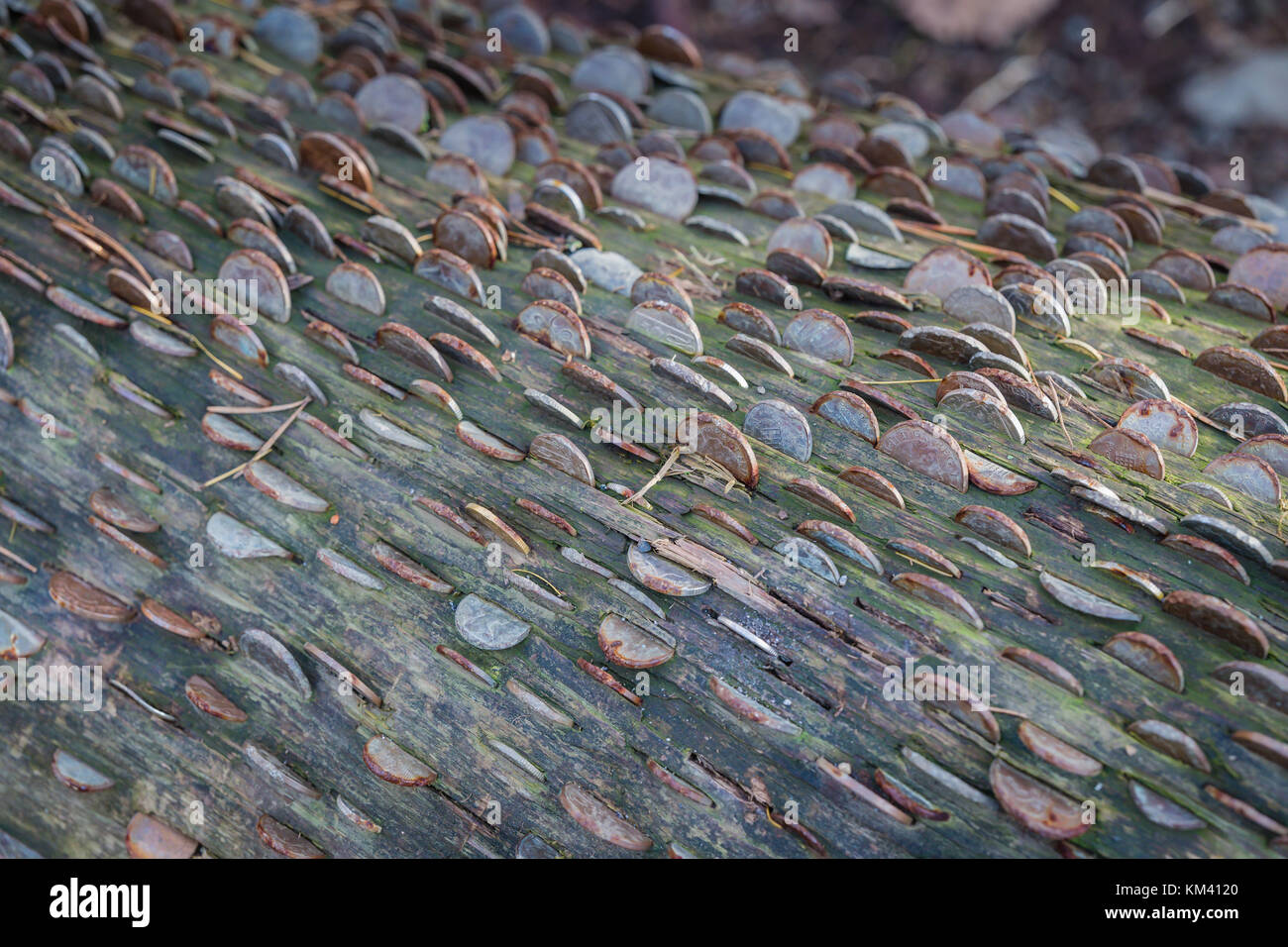 Münzen in einem alten Baumstamm, englischen Lake District in der Nähe der Stadt Keswick. Stockfoto