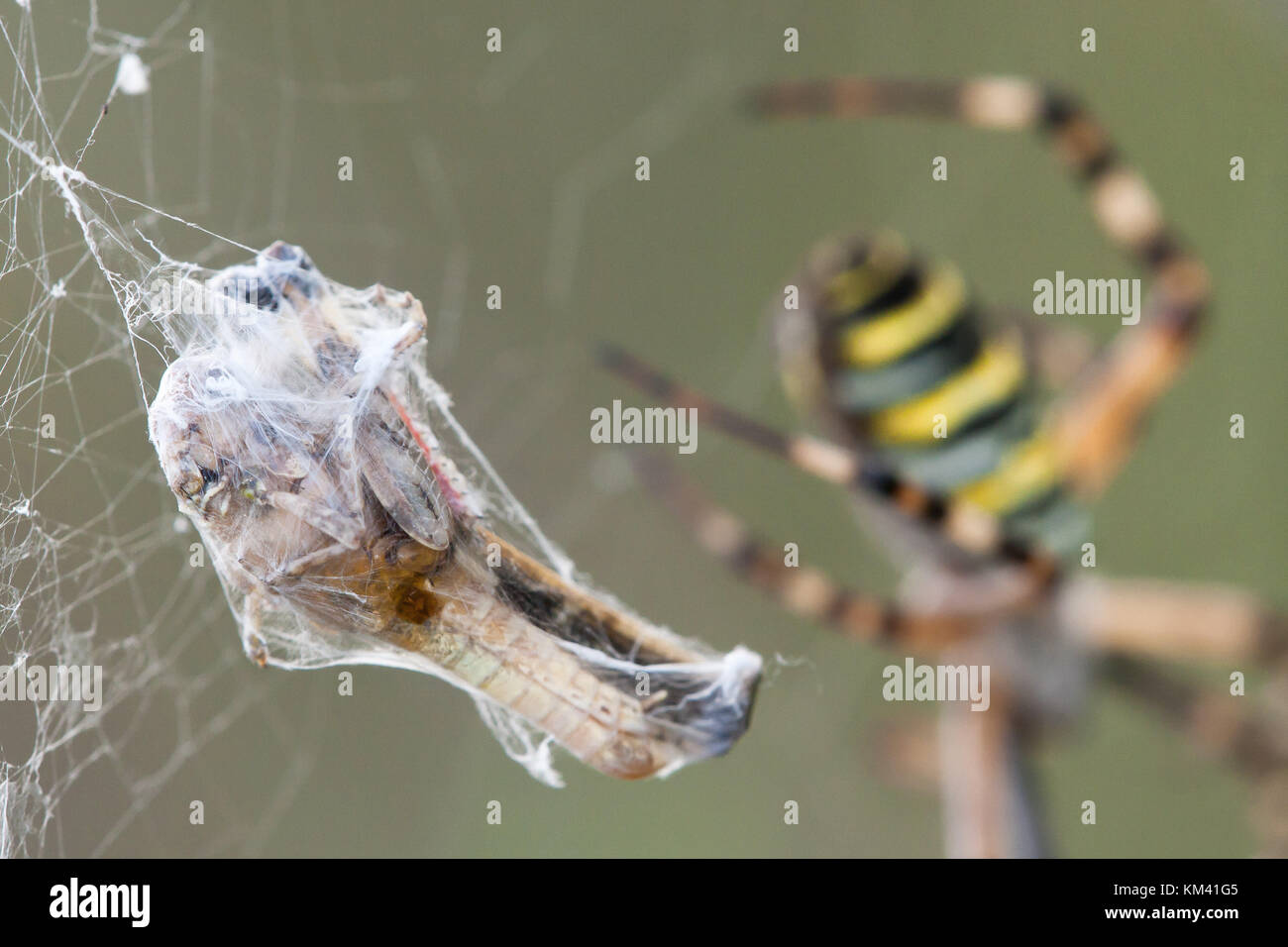 Eine Heuschrecke verfangen in einem Wasp spider (Argiope Bruennichi). in Seide gehüllt. heatlands, baraggia Naturpark, Italien. Stockfoto