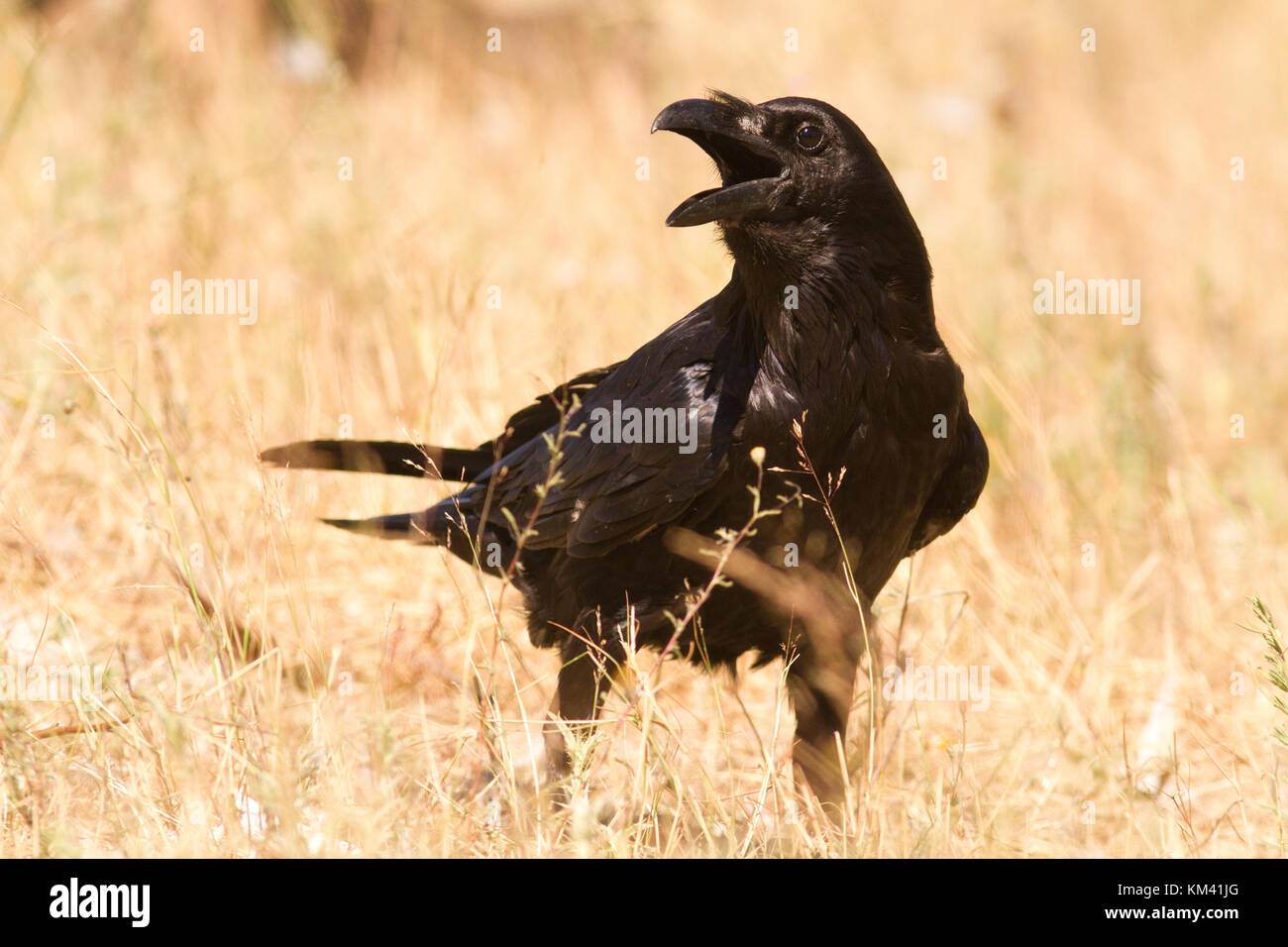Rabe (Corvus Corax) in einem spanischen Grasland. Stockfoto