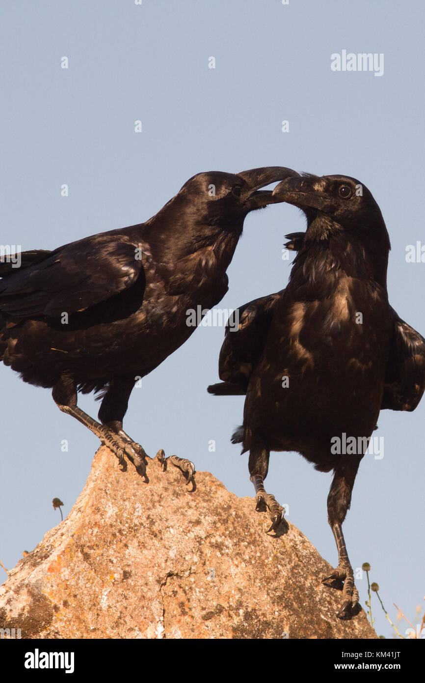 Die soziale Interaktion in einem Paar der Kolkrabe (Corvus Corax), Spanisch Grasland. Stockfoto