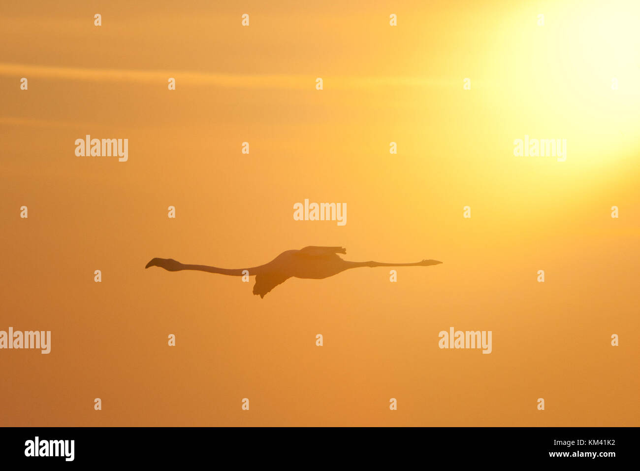 Eine größere Flamingo (phoenicopterus Roseus) Segelfliegen ist im Sunset, Camargue, Frankreich. Stockfoto