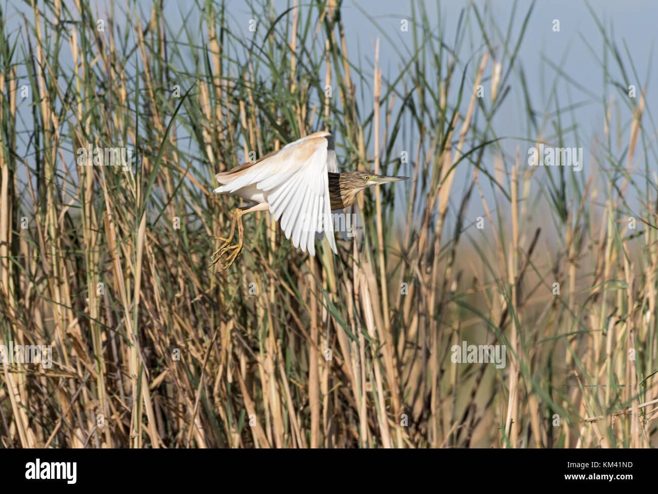 Flying squacco Heron (ardeola ralloides), Namibia Stockfoto