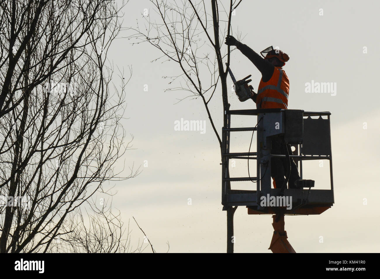 Tree climber mit Säge und Kabelbaum, Holzfäller bei der Arbeit Stockfoto
