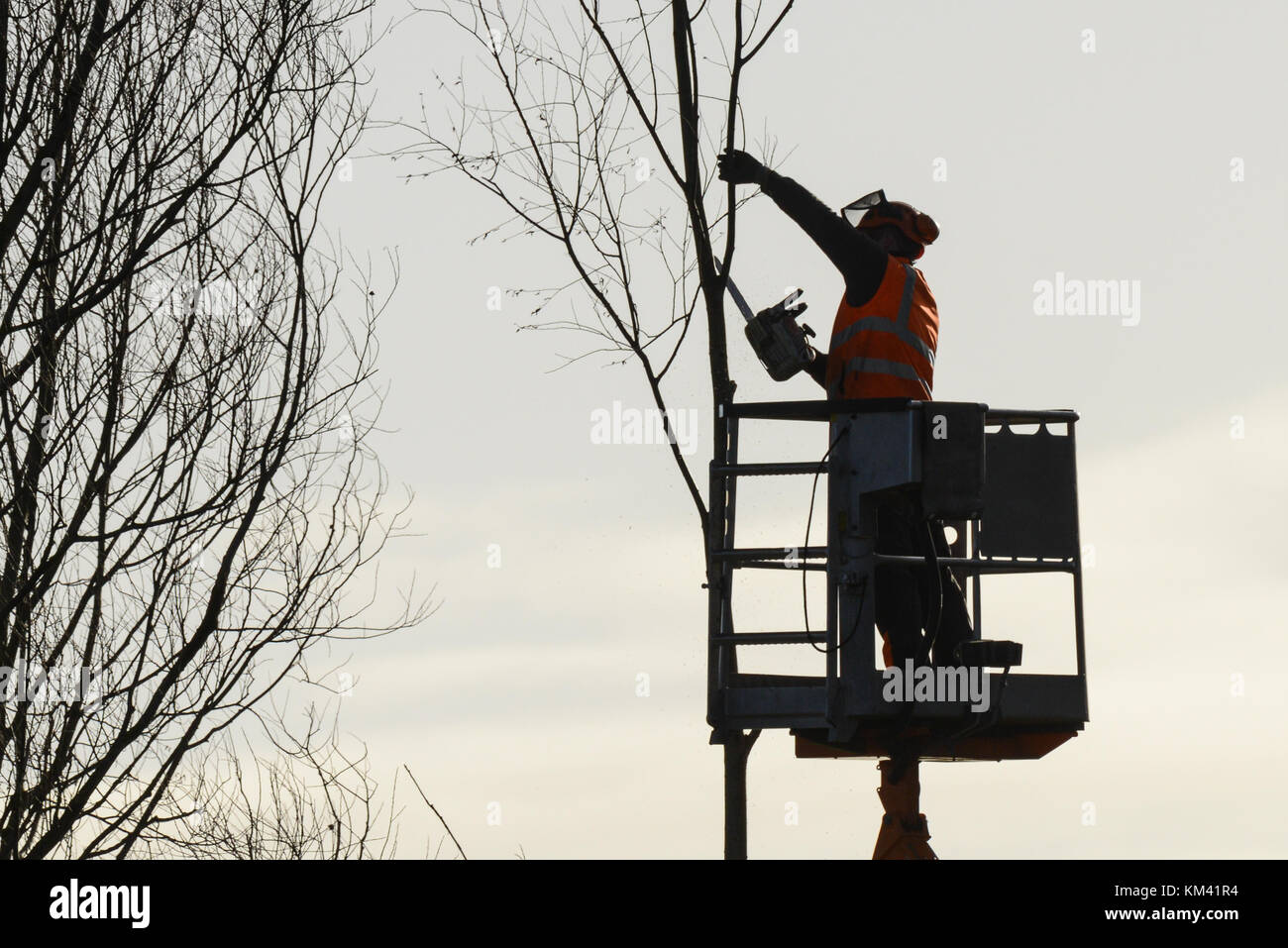Tree climber mit Säge und Kabelbaum, Holzfäller bei der Arbeit Stockfoto