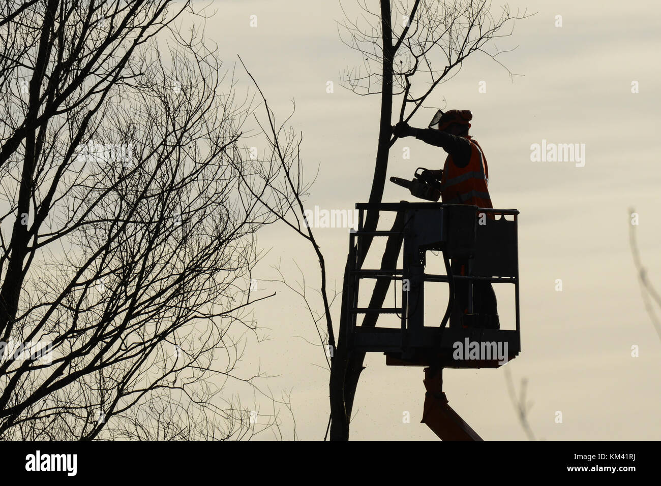 Tree climber mit Säge und Kabelbaum, Holzfäller bei der Arbeit Stockfoto