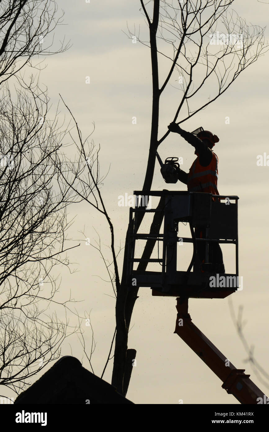 Tree climber mit Säge und Kabelbaum, Holzfäller bei der Arbeit Stockfoto