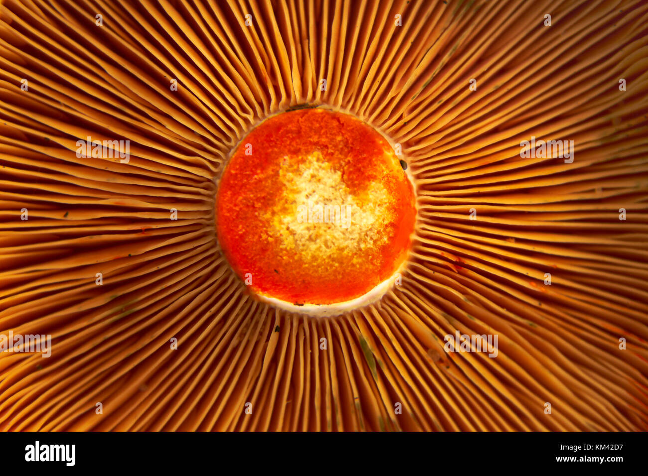 Tief orange Safran Milch cup Pilz close-up von der Unterseite. Stockfoto