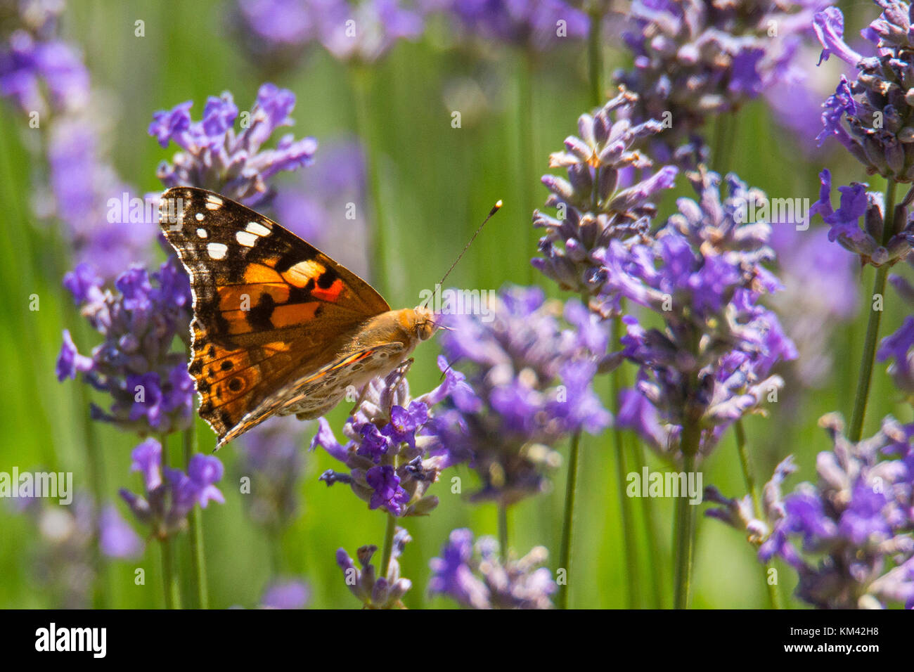 Tagpfauenauge, Schmetterling Stockfoto