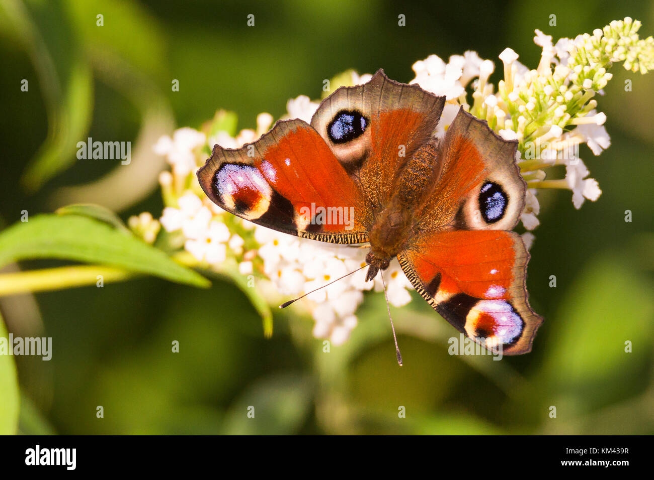 Tagpfauenauge, Schmetterling Stockfoto