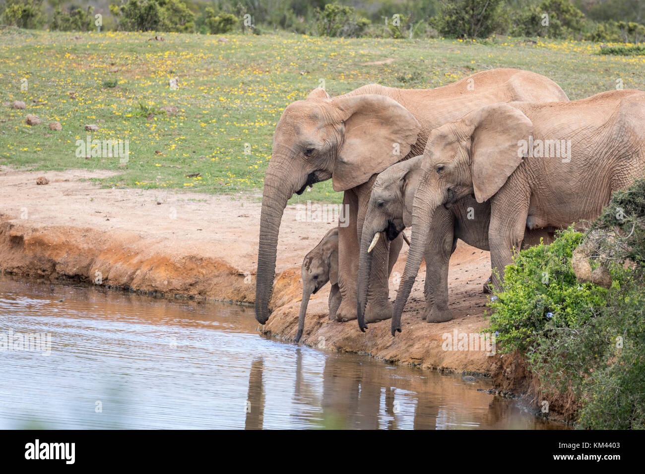 Elefanten Familie Gruppe Trinken an einem Wasserloch, Elephant park Hinzufügen, Eastern Cape, Südafrika Stockfoto