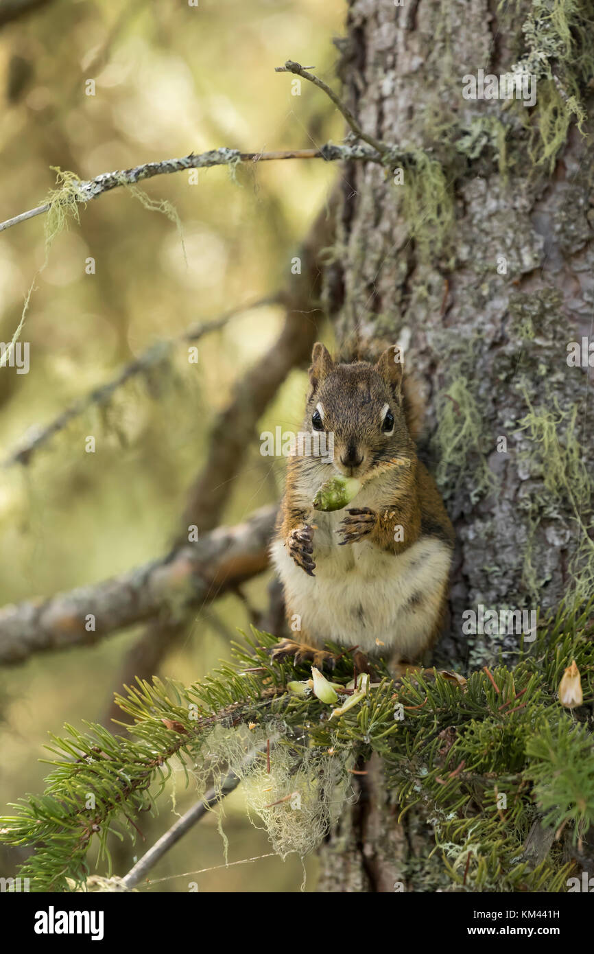 Eichhörnchen (tamiasciurus hudsonicus) Essen einen Kegel auf ein Glied im borealen Wald thront, Isle Royal National Park Stockfoto