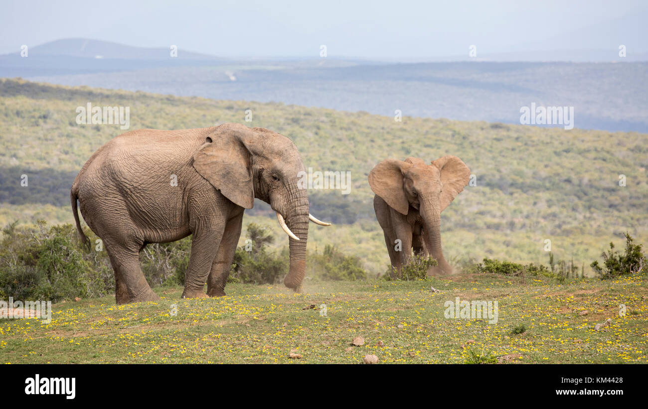 Zwei afrikanische Elefanten Beweidung auf eine grasbedeckte Ebene, im Frühling Blumen bedeckt, Addo Elephant Park, Eastern Cape, Südafrika Stockfoto
