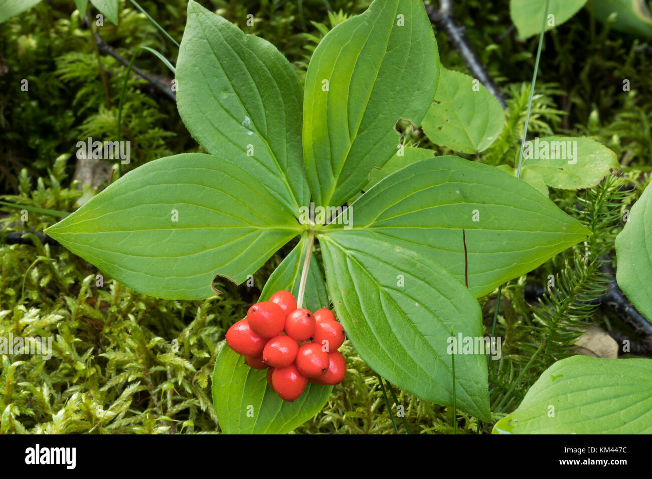 Bunchberry (cornus canadensis) oder kanadischer Hartriegel wächst im borealen Wald, Isle Royal National Park Stockfoto