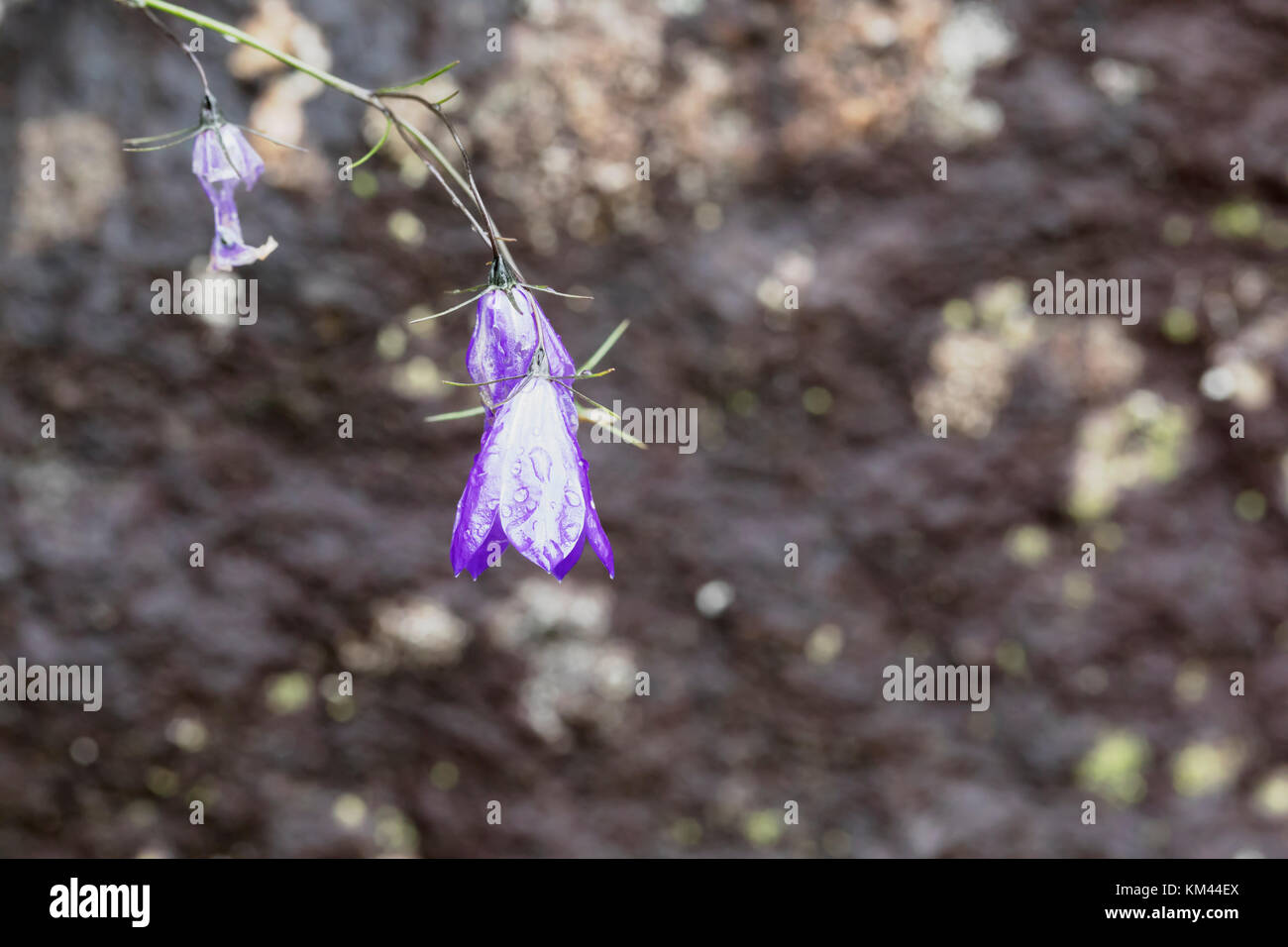 Harebell (Campanula rotundifolia) wachsen auf isle Royal National Park Stockfoto