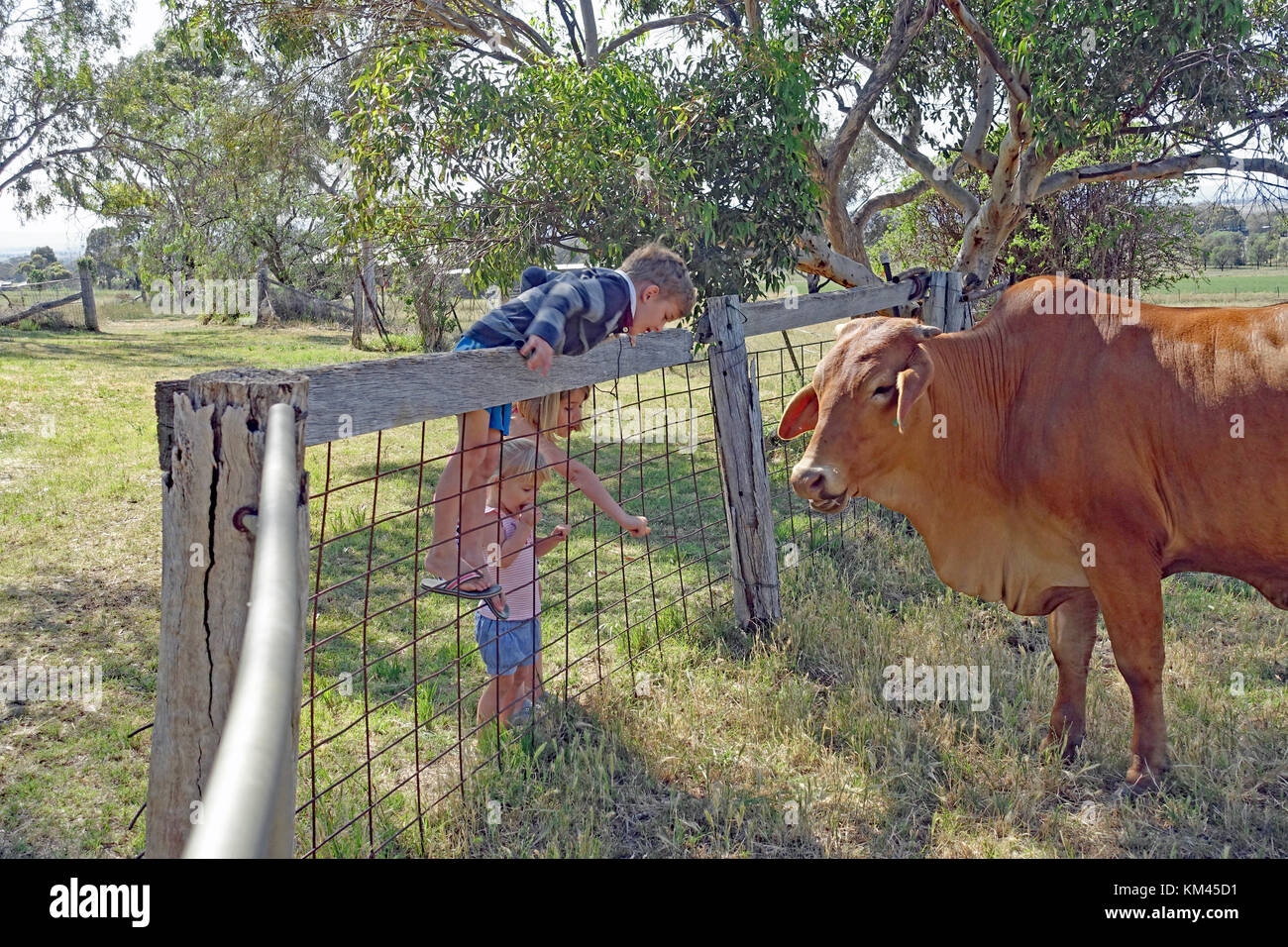 Junge Kinder auf Rinder aus hinter einem Zaun. Stockfoto