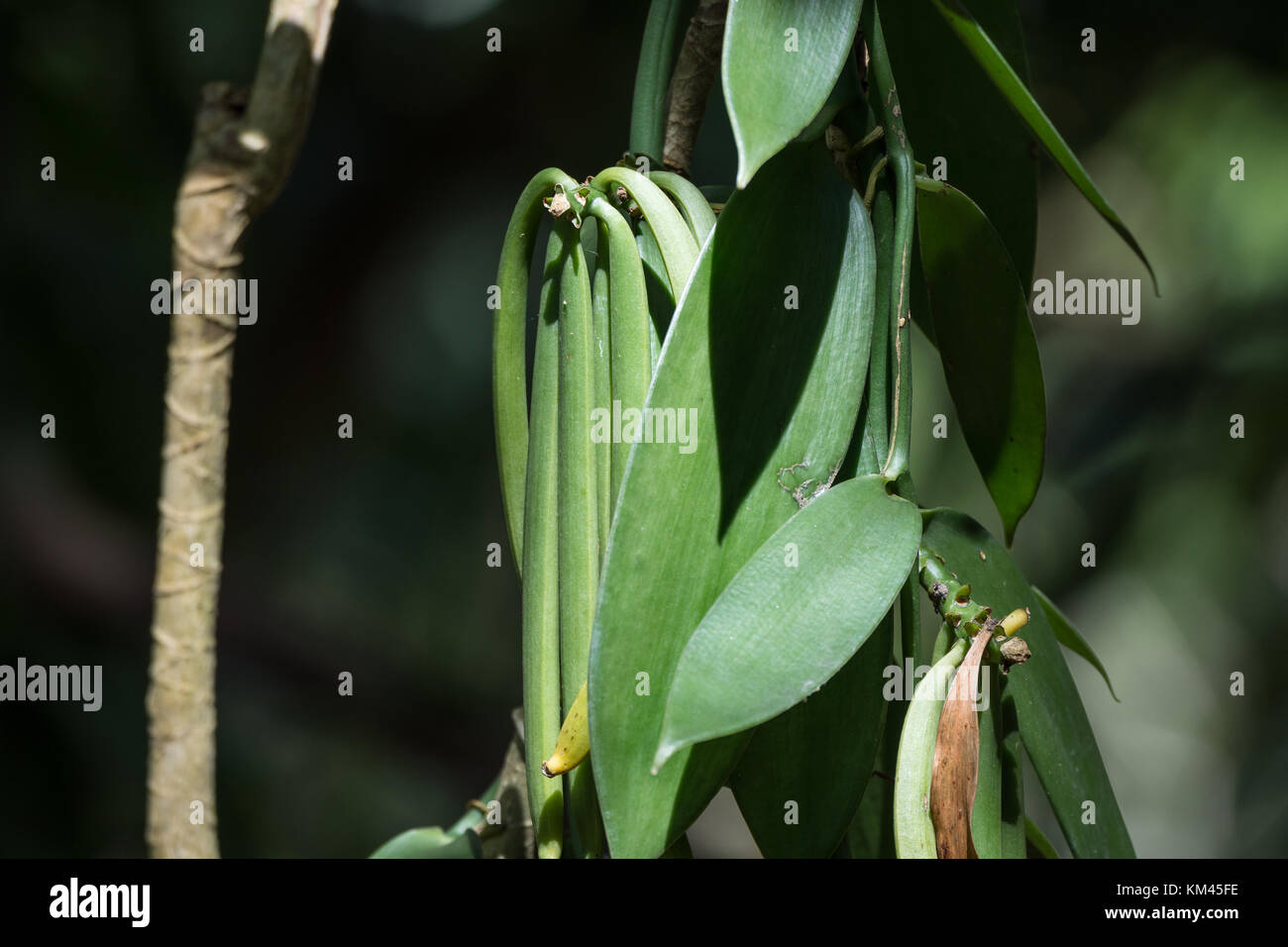 Kultiviert frischer Vanille (Vanilla planifolia). pangalanes Kanal, Tansania, Madagaskar, Afrika. Stockfoto
