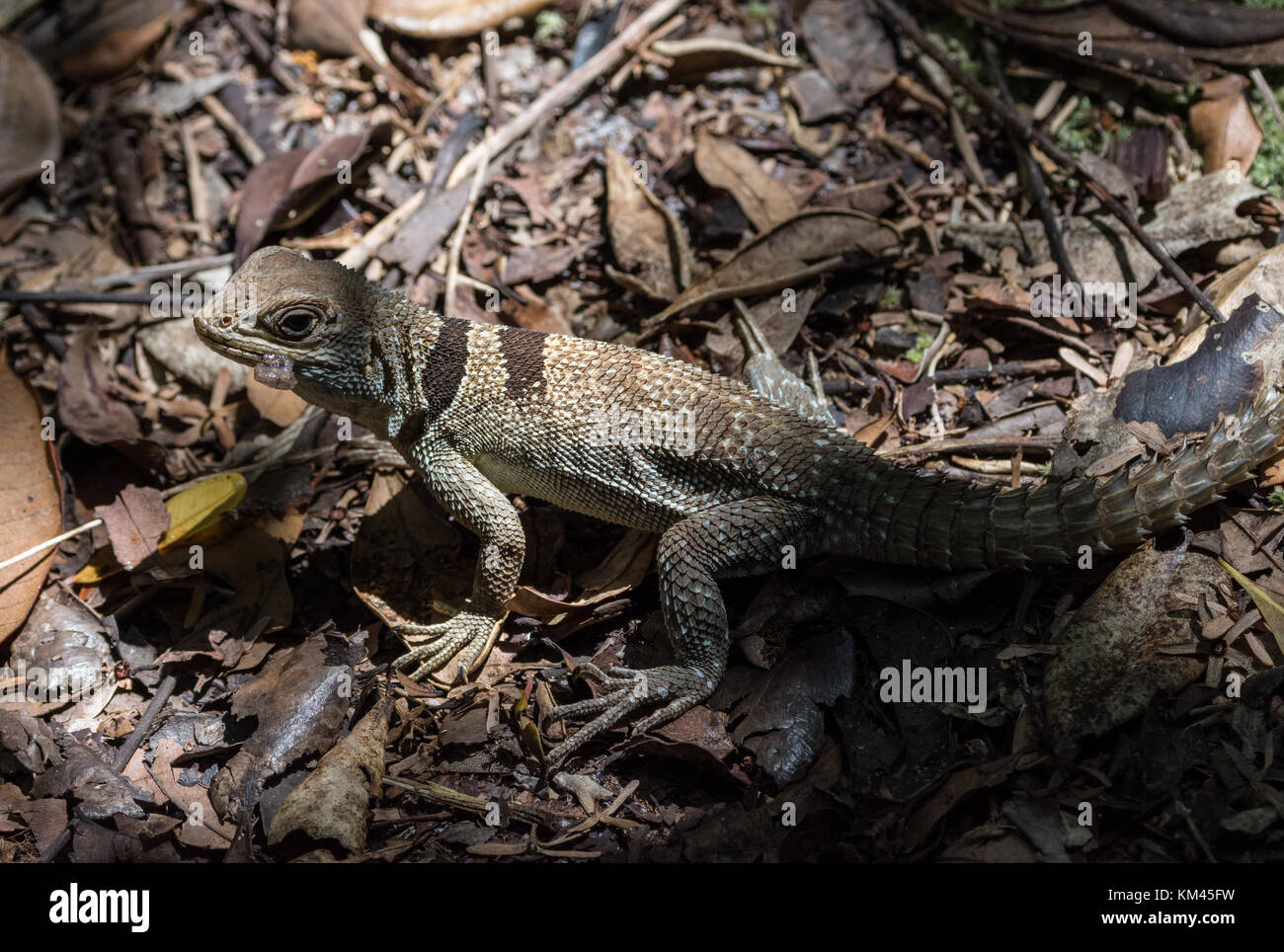 Eine collared Iguana (oplurus Cuvieri) auf Waldboden. Madagaskar, Afrika. Stockfoto