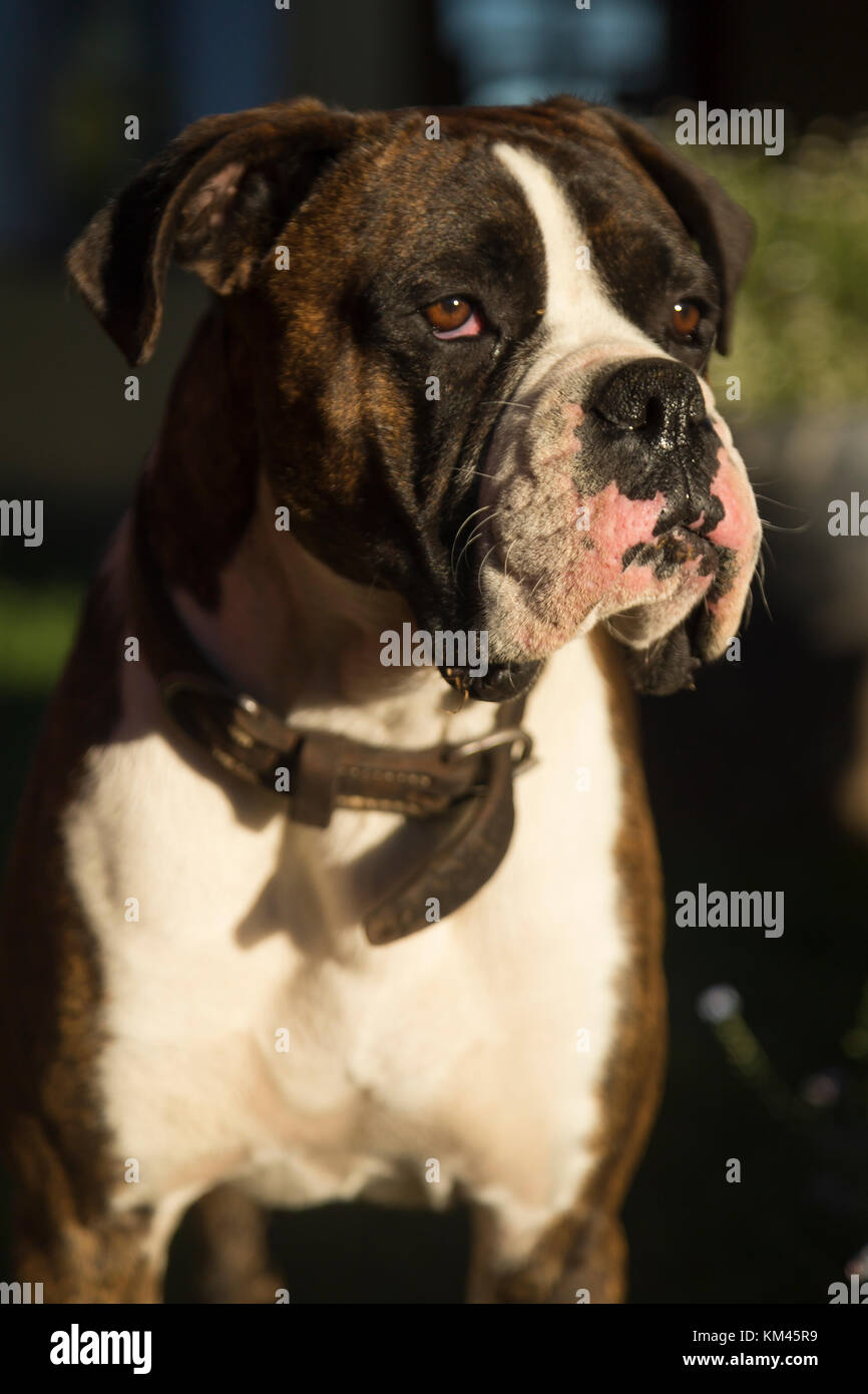 Stattliche Buddy Stockfoto